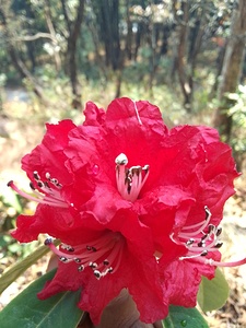 Rhododendron by Binod Dawadi[1]